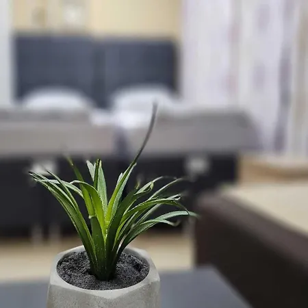 Leni2 U Centru Zajecara *