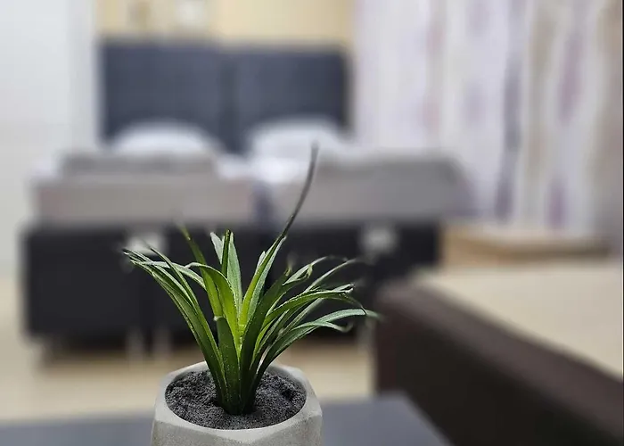 Leni2 U Centru Zajecara *